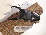 【巴拉望巨扁鍬形蟲-公蟲】成對 DTP 可動模型 成蟲 2024/5/21更新