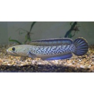 channa stewarti karbialong 10cm FULL DOT GONDRONG SINGLE TANK FLARING