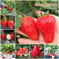 100 pcs Sweet Strawberry Seeds Hybrid Bonsai Fruit Tree Seeds for Planting Fruits Flowering Plants S