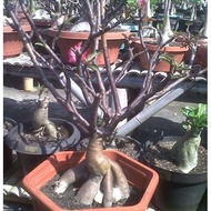 Amefurashi 5 Benih Black Somalense Biji Bunga Adenium Arabicum