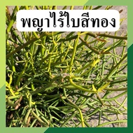 *5​ กิ่ง ​แถม​ 2* พญาไร้ใบสีทอง ต้นพญาไร้ใบ กิ่งละ 6 บาท (สั่งขั้นต่ำ 6 กิ่ง) ต้นไม้ฟอกอากาศ ต้นไม้มงคล ต้นเขากวาง