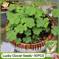 100% Original Rare Lucky Clover Seeds 50pcs 4 Leaf Clover Plant Seeds Bonsai Flower Seeds Ornamental
