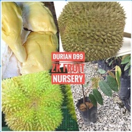 Anak Pokok Durian D99 M Size