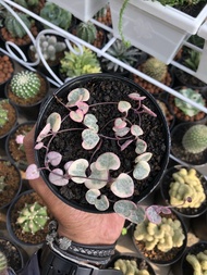 string of heart variegata