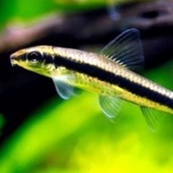 New ikan hias aquascape sae siamese alga algae eater pemakan alga lumut