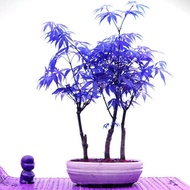 20 Particle/50 Particle Maple Bonsai Mini Tree Garden Plants