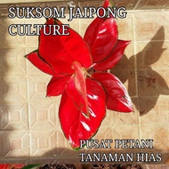 Ready Tanaman Hias Aglonema Suksom Jaipong Culture Super Spesial Bibit