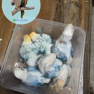 Lolohan Lovebird Biola Blue / Biola PB / Biola Euwing