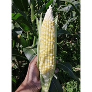 Biji Benih 50 Gm Sweet Corn Jagung Manis Mutiara