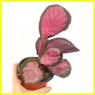 ♞,♘Calathea Crimson Plant 4-5 Leaves MEDIUM BUY 2 TAKE 1