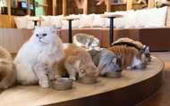 Cat Cafe MOCHA  (Ikebukuro Main Store)