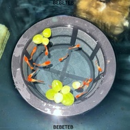 BEBETMY Fish Fry Cage, Large Capacity Reusable Aquarium Filters,  Mesh Fish Fry Isolation Box For Se