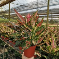 TKL - Aglaonema Wishes/ Red Wishes 小天使/红天使粗肋草