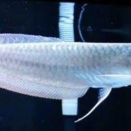 ikan arwana silver red brazil ukuran 20-23 cm reall ikan sehatt