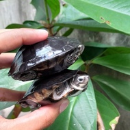mainan baby kura kura pipi putih