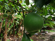 【Malaysia】Limau Bali Tambun Pomelo Fruit（manis)甜柚子