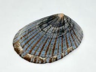 松葉笠螺 產地：日本 尺寸：39.3mm