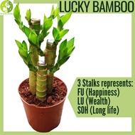 [Local Seller] Lucky Bamboo Houseplant Indoor Plant Lucky Plant Fresh Plant Gardening | The Garden Boutique - Live Plant