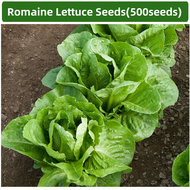 500seeds Romaine Lettuce Seeds - Lettuce Seeds Vegetable Seeds