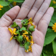 Bunga Matahari Kecil / Butter Daisy / Melampodium / Star Daisy Flower Seed