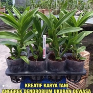 Anggrek Dendrobium - Anggrek Dendrobium Bunga