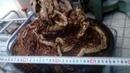 40年老樹頭九重葛接金雙色葉品種.連原本共2種.郵免運