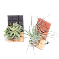 巧克力空氣鳳梨小板|手工原創空氣鳳梨桌面擺件空鳳支架