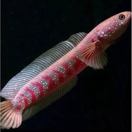 Channa asiatica RS (red strip) 12-15cm