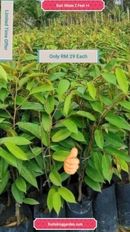 [LIMITED TIME OFFER] Anak Pokok Durian Duri Hitam 2 Feet ++  (KAHWIN) HYBRID – Ochee (Black Thorn)  Buah Buahan Fruits Live Plant [WEST MALAYSIA ONLY]