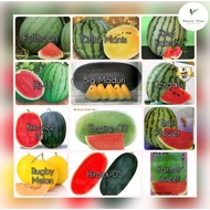 PELBAGAI Biji benih TEMBIKAI WATERMELON seeds manis juicy besar tembikai merah tembikai kuning tembi