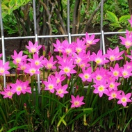 tanaman hias outdoor hidup jadi bawang bawangan brojol pink