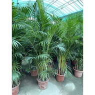 Yellow Palm (1.5-1.8mH) real live plant free organic fertiliser 0.5kg free organic premium soil 3kg