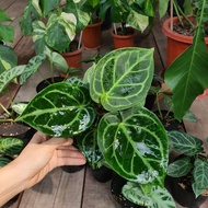 Anthurium Dorayaki Mangkok Silver Blush Hybrid Ori Kuping Gajah