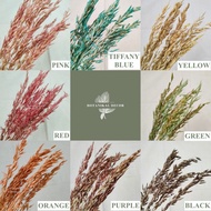 Preserved Oat Grass Gandum Padi Bunga Kering Asli Impor Tanaman Hiasan Dekorasi Rumah Pesta Kantor