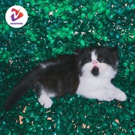 Anak kucing kitten persia flatnose lucu jantan