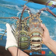 LOBSTER LAUT HIDUP 1Kg (Isi 2 Ekor) Size 500up | Spiny Lobster