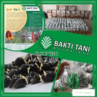 Bibit Benih Kecambah Sawit Unggul D X P TN 1 (ISI 150&250 BUTIR)