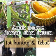 Anak Pokok Durian Duri Hitam - ISI KUNING &amp; TEBAL