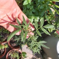 edible flower pot herb 食用花 香草 香水芳香萬壽菊