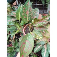 ♞,♘,♙#3 Garden Collection Different varieties of Aglaonema