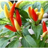 15 Cayenne Pepper (Chili Padi) seeds (fr SG)
