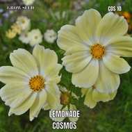 LEMONADE COSMOS seed [ COS 10 ] benih cosmos 10 seeds