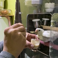 餵奶匙羹 餵奶針筒 鸚鵡餵食勺 鸚鵡餵奶 鸚鵡喂奶 幼鳥餵餵勺 鸚鵡餵奶 鸚鵡針筒 餵奶針管 鸚鵡針管 A21 A19奶粉 A19鸚鵡 A19奶 A19鸚鵡奶粉 凡賽爾 🌟 低脂 鸚鵡幼鳥 0天手養 