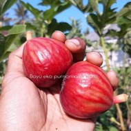 Bibit Buah Tin Salscorleon FC