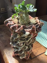 Euphorbia globulicaulis羊玉大戟（4年控養2.5cm➕）塊根植物，多肉植物