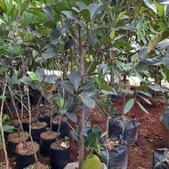 Pohon buah nangka mini 1,5meter sudah berbuah