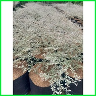 ❧ ♚ ✌ VARIGATED AFRICAN TALISAY FOR SALE