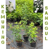 Pokok Kemuning Sanggul thai / wangi / kemuning sanggul murah