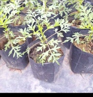 LGR / Cosmos Caudatus = Ulam Raja  / outdoor plant