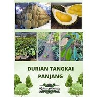 Durian Tangkai Panjang (D158) / Pokok Hybrid / Durian Kahwin / Anak Pokok Durian / Durian D158 / Kanyao / Durian Tree